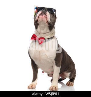 elegant birthday american bully with sunglasses looks up while standing on white background Stock Photo