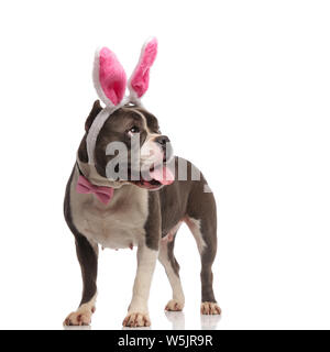 curious gentleman american bully wearing rabbit ears headband pants and looks up to side while standing on white background Stock Photo