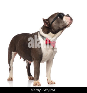 gentleman american bully wearing sunglasses looks up to side while standing on white background Stock Photo