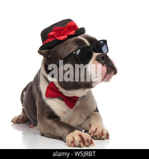 gentleman american bully wearing sunglasses lies on white background and looks up to side Stock Photo