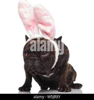 curious french bulldog wearing cute bunny ears sits on white background and looks to side Stock Photo
