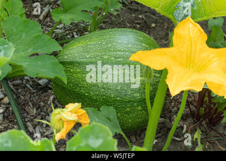 Squash plant with large green squash and yellow flowers growing in an English garden, UK.