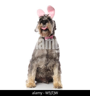 classy schnauzer wearing pink rabbit ears headband sits on white background and pants Stock Photo