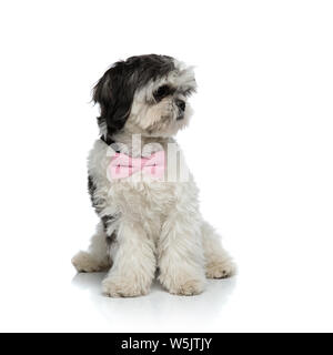 gentleman shih tzu wearing pink bowtie looks to side while sitting on white background Stock Photo