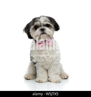 stylish shih tzu with pink bowtie sits on white background and looks to side Stock Photo