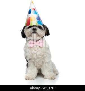 birthday shih tzu wearing pink bowtie sitting on white background Stock Photo