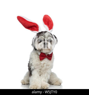 seated gentleman shih tzu with pink rabbit ears headband on white background Stock Photo