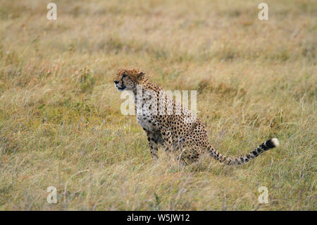 Cheetah, Acinonyx jubatus, Masai Mara Reserve, Kenya, Africa. Side profile, sitting on green grass looking forward about to run. African safari Stock Photo