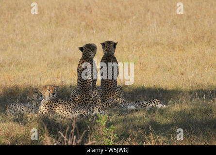 Five cheetah cheetahs Acinonyx jubatus, resting in shade, Masai Mara National Reserve, Kenya, East Africa. Two looking back to camera, African safari Stock Photo