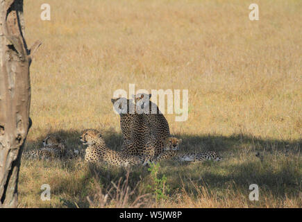 Five cheetah cheetahs Acinonyx jubatus, resting in shade, Masai Mara National Reserve, Kenya, East Africa. Two looking back to camera, African safari Stock Photo