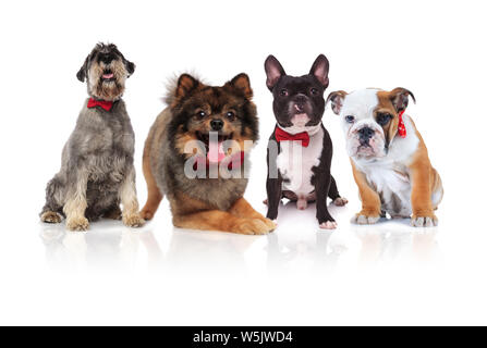 four cute dogs of different breeds with red bowties sitting and lying on white background Stock Photo