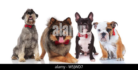 four cute dogs of different breeds with red bowties sitting and lying on white background Stock Photo