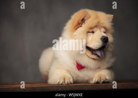 grey chow chow