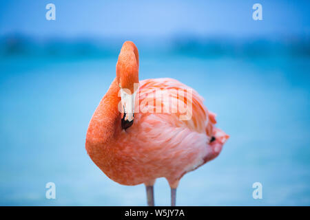 Flamingo on the privat Beach Renaissance Aruba Private Island, ABC-Islands Stock Photo