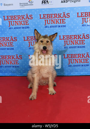 Munich, Germany. 29th July, 2019. The film dog Joker is at the premiere of the film LEBERKÄSJUNKIE at the Mathäser Filmpalast on the Red Carpet. On August 1, another film version of a Rita Falk bestseller will be released in cinemas. Credit: Felix Hörhager/dpa/Alamy Live News Stock Photo