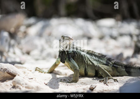 Iguana Iguana, bekannt als Grüner Leguan auf der karibischen Insel Aruba Stock Photo