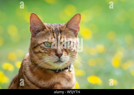 Bengal cross cat looking towards camera Stock Photo