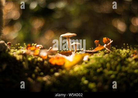 Wilde Pilze im Wald wachsend Stock Photo