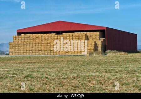 OR: Benton County, Willamette Valley, A large modern red barn, filled with baled hay. Stock Photo