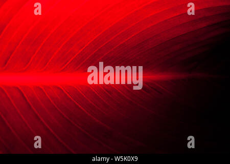 Leaf in dark red neon light. Abstract floral trend background. Copy space Stock Photo