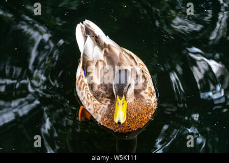 Summer Scene with solitary female mallard duck swims in the inland fresh water canal and makes an interesting ripple pattern in the still waters Stock Photo