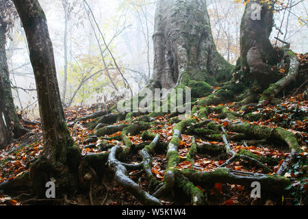 Bulky tree roots in the autumn forest. Centuries-old trees in the Crimean forest. Autumn time. Stock Photo