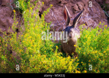 Wild brown hare with big ears sitting in a grass. Stock Photo