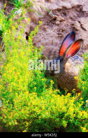 Wild brown hare with big ears sitting in a grass. Stock Photo