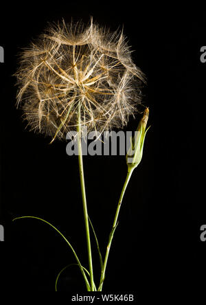 Seed head and spent flower of Meadow Salsify (Tragopogon pratensis) against a black background. Stock Photo