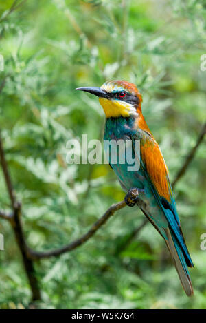 European bee-eater or Merops apiaster is sitting on a twig. Stock Photo