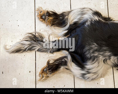 The rear legs of a pedigree cocker spaniel dog splayed out behind him with his tail between his legs whilst lying on a white painted board floor. Stock Photo