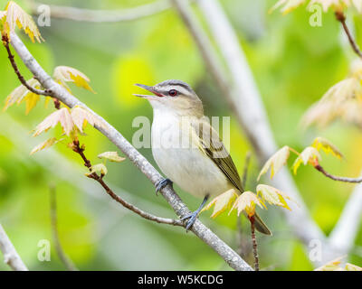 red-eyed vireo, Vireo olivaceus, singing in spring time woods, Nova Scotia, Canada Stock Photo