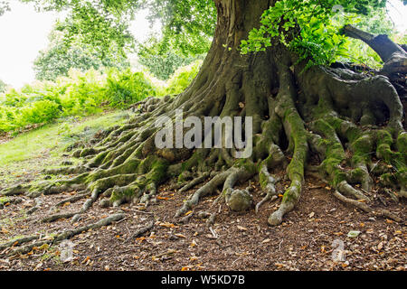 Tree Roots Spread Distance A massive network of roots spread out from a tree alongside the trail ...