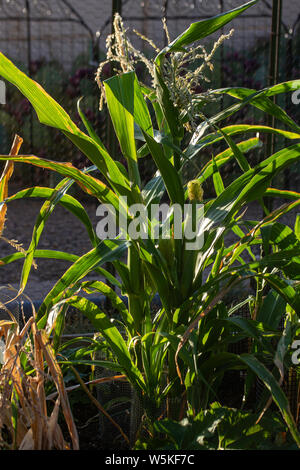 Non GMO Blue Hopi Corn grows in garden. Stock Photo