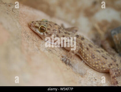 Mediterranean Gecko close up on pinkish background. Stock Photo