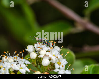 Green beetle feeding on a flower head Stock Photo