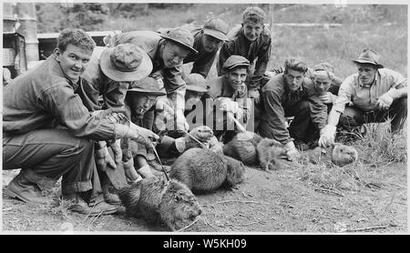 Civilian Conservation Corps in Idaho, Salmon National Forest: Camp F-167, CCC boys... ready to transplant Beaver from a ranch location where they were damaging crops to a Forest watershed location where they will help to conserve the water supply... Stock Photo