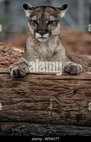 mountain lion laying down