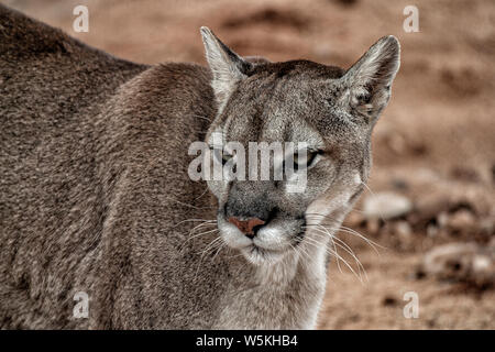 Mountain Lion closeup of head and part of body and looking to the left of the camera. Stock Photo