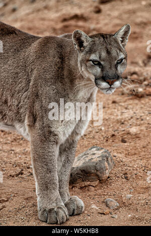 Mountain Lion closeup of head and part of body standing and looking to the right of the camera. Stock Photo