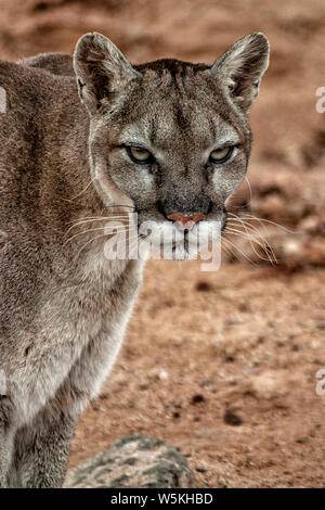 Mountain Lion closeup of head and part of body standing and looking at the camera. Stock Photo