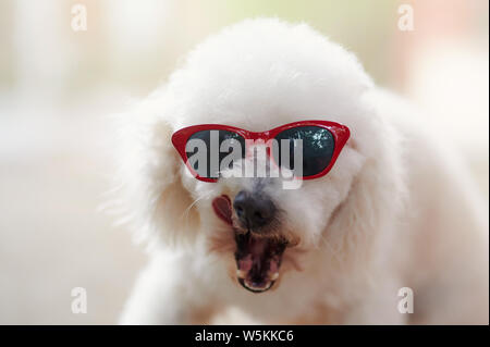 Funny poodle dog in sunglasses leak his cheek close up view Stock Photo