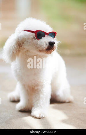 White poodle dog in sunglasses looking on side Stock Photo