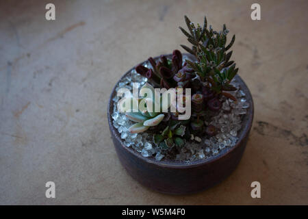 Various succulent plants in brown concrete pot isolated on beige background