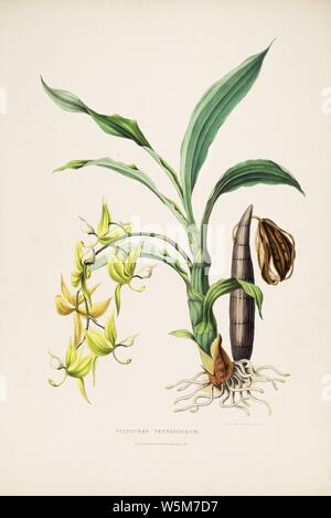 Cycnoches ventricosum-Bateman Orch. Mex. Guat. pl. 5 (1842). Stock Photo