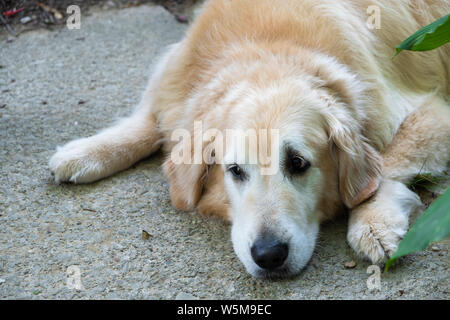 A portrait of a mature golden retriever dog Stock Photo