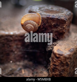 A small snail crawling on a rusted metal nut in a garden setting Stock Photo