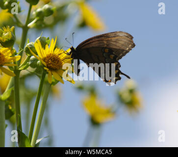 Black Morph Tiger Swallowtail on Maximillian Sunflower Stock Photo