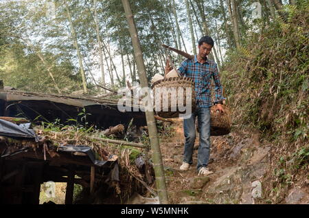 36 Year Old Chinese Man Fang Geng Finds And Digs Bamboo Shoots To Sell On Alibaba S E Commerce Platform Taobao At A Mountain In Lichuan County Fuzhou Stock Photo Alamy