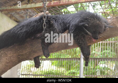 Picture taken at the Huay Sai Wildlife Breeding Centre in Hua Hin of a binturong sleeping on a log Stock Photo